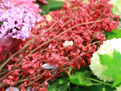 Farbenfroher Blumenteppich für Haus am See